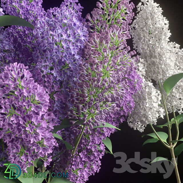Plant - LILAC 3 in 1 _ LILAC