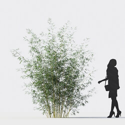 Maxtree-Plants Vol18 Bambusa multiplex fernleaf 01 01 02 