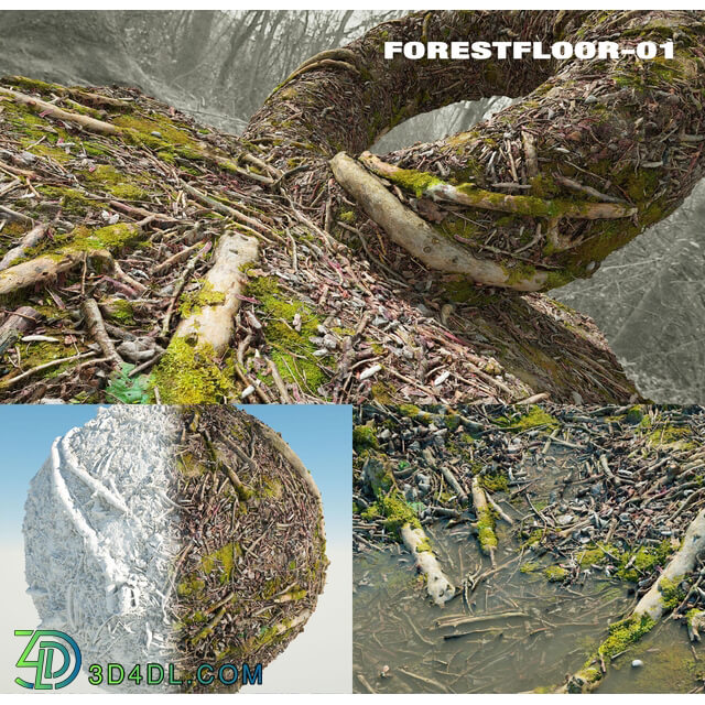 RD-textures Forest Floor 01