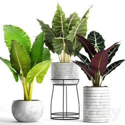 Plant - Collection of plants in pots 33 