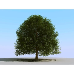3dMentor HQPlants-01 (066) elm tree 