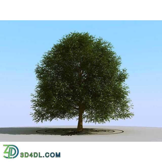 3dMentor HQPlants-01 (066) elm tree