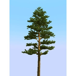 3dMentor HQPlants-02 (078) pine 2 