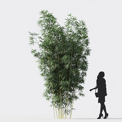 Maxtree-Plants Vol18 Bambusa multiplex fernleaf 01 01 03 