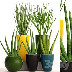 Plant - A collection of plants in pots. 58 Sansevieria 