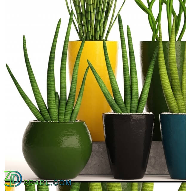Plant - A collection of plants in pots. 58 Sansevieria