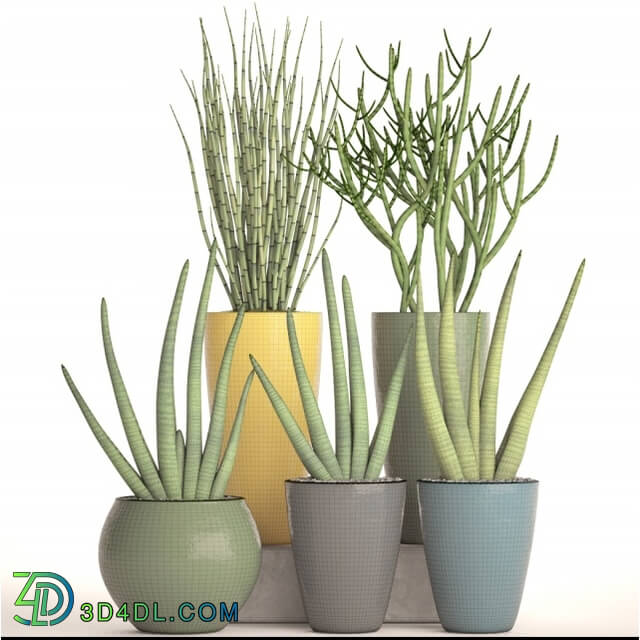 Plant - A collection of plants in pots. 58 Sansevieria