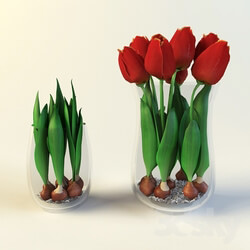Plant - Tulip bulbs 