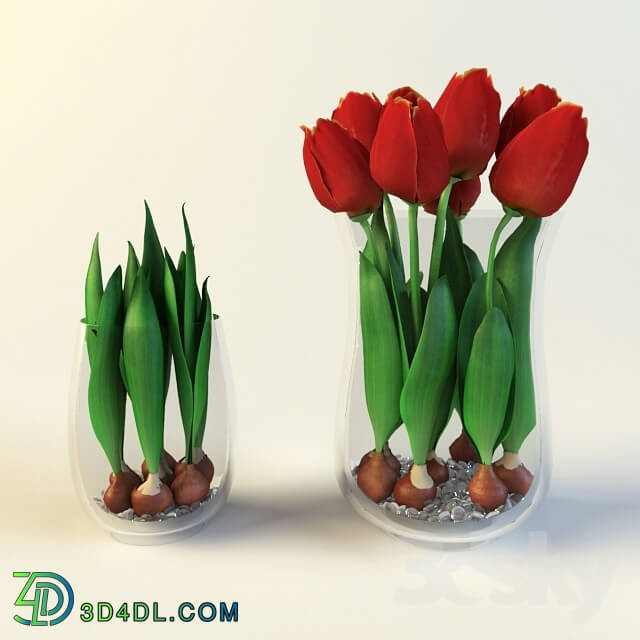 Plant - Tulip bulbs