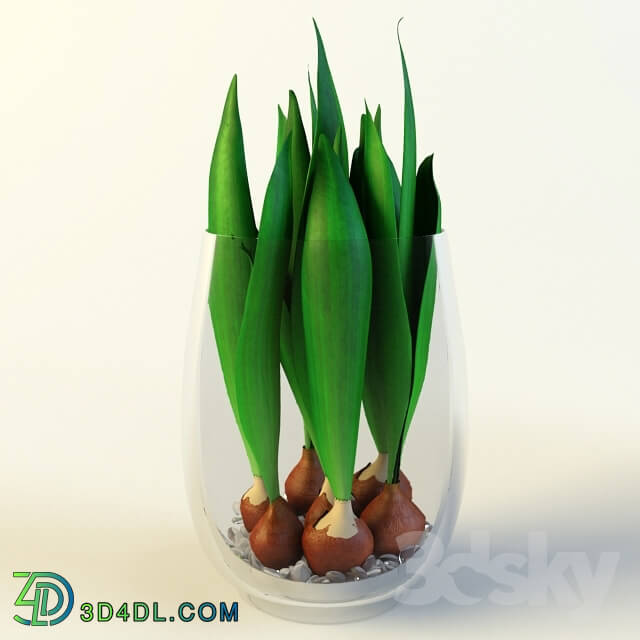 Plant - Tulip bulbs