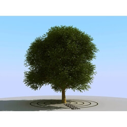 3dMentor HQPlants-01 (067) elm tree 