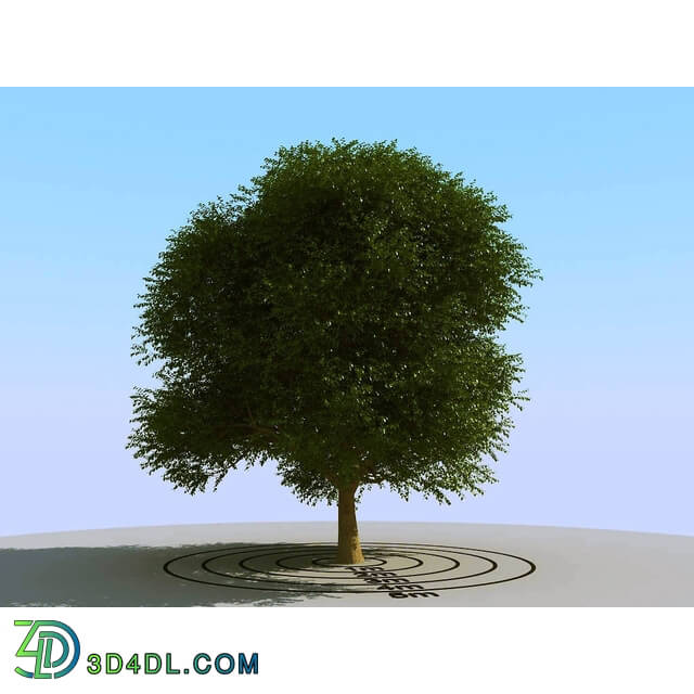 3dMentor HQPlants-01 (067) elm tree