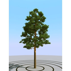 3dMentor HQPlants-02 (079) pine 3 