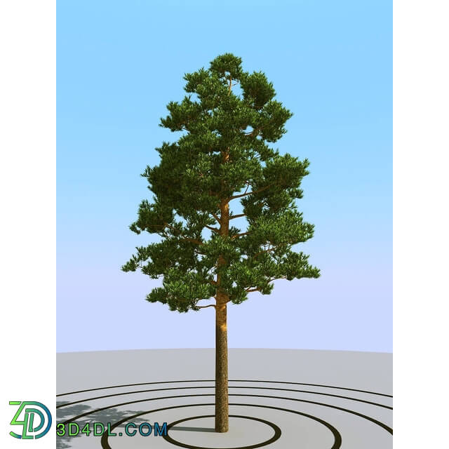 3dMentor HQPlants-02 (079) pine 3