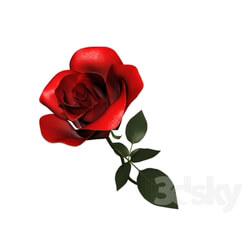 Plant - Rosa 