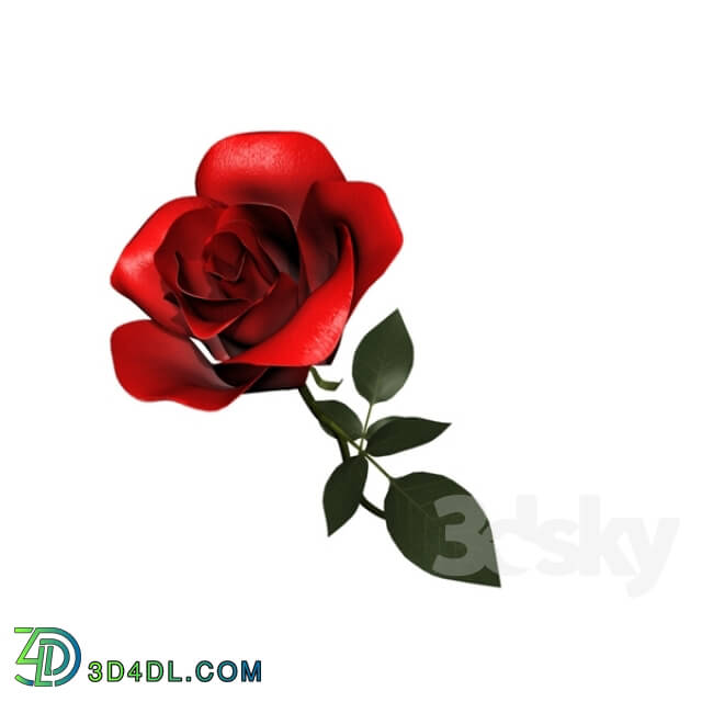 Plant - Rosa