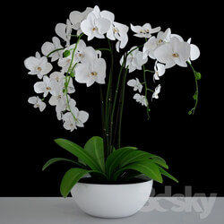 Plant - Orchid 