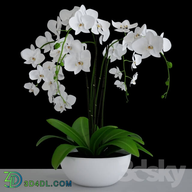 Plant - Orchid