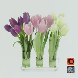 Plant - Tulips 