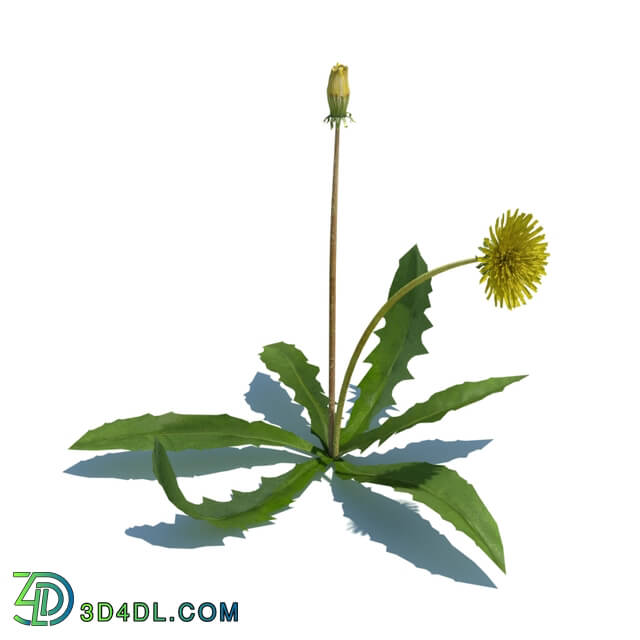 ArchModels Vol124 (010) Taraxacum officinale v1