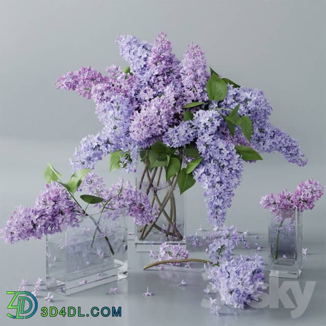 Plant - lilac 4