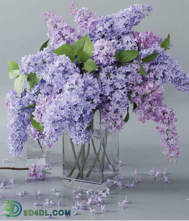 Plant - lilac 4