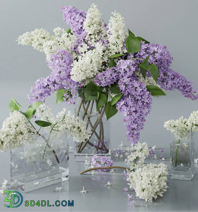 Plant - lilac 4