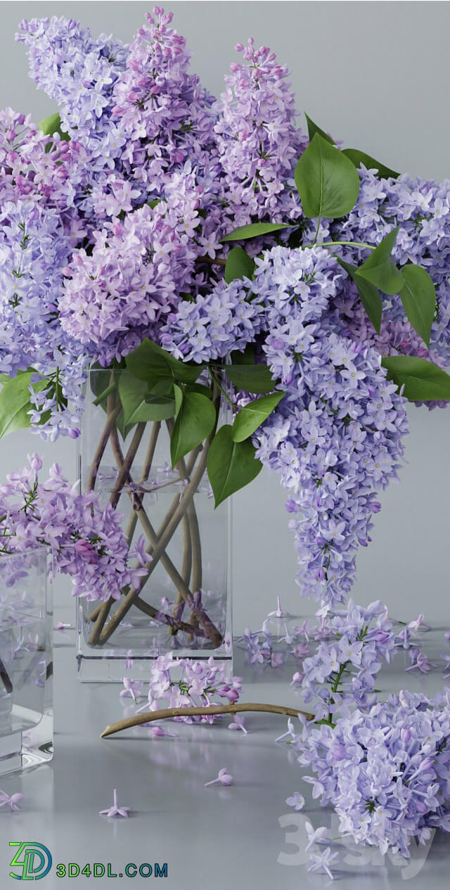 Plant - lilac 4