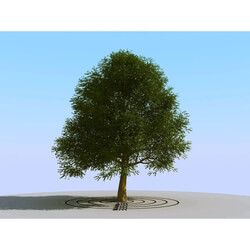 3dMentor HQPlants-01 (068) elm tree 