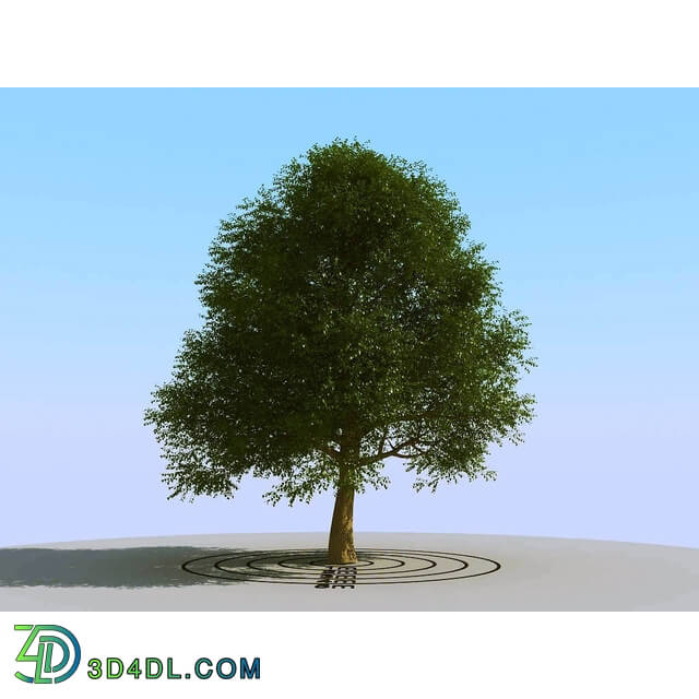 3dMentor HQPlants-01 (068) elm tree