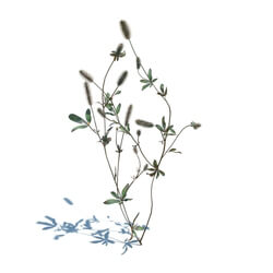 ArchModels Vol126 (043) Trifolium arvense v1 