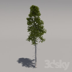Plant - Big Pine 