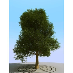 3dMentor HQPlants-01 (069) elm tree 