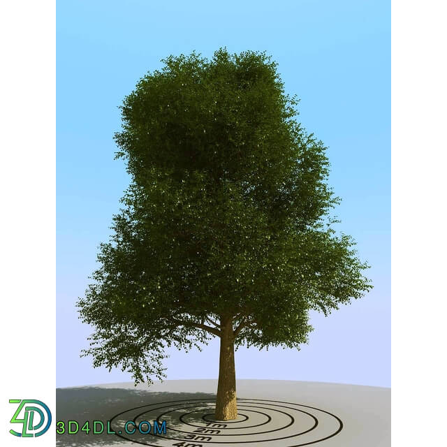 3dMentor HQPlants-01 (069) elm tree