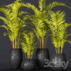 Plant - A collection of palms in pots 2 