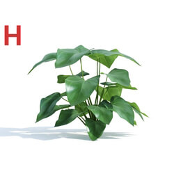 Maxtree-Plants Vol04 Anthurium andraeanum 03 