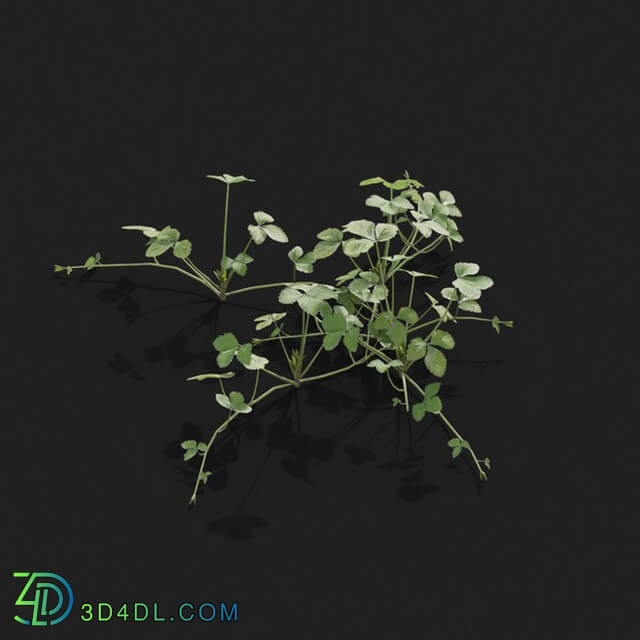 Maxtree-Plants Vol21 Duchesnea indica 01 05