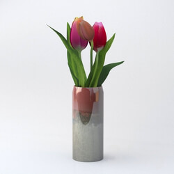Plant - tulipinvaze 