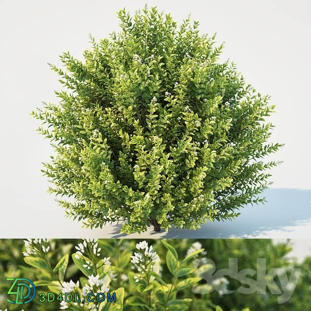 Plant - Ligustrum ovalifolium. Large