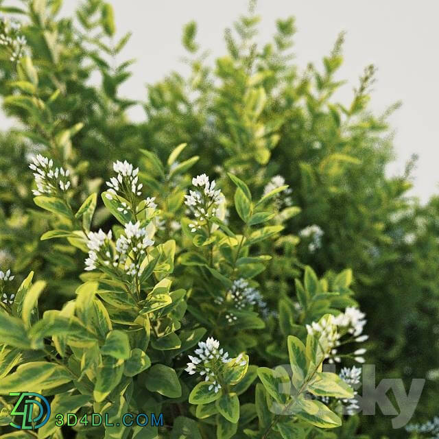 Plant - Ligustrum ovalifolium. Large