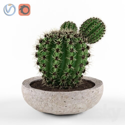 Indoor - Cactus in stone pots 