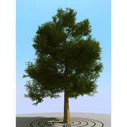 3dMentor HQPlants-01 (070) elm tree 
