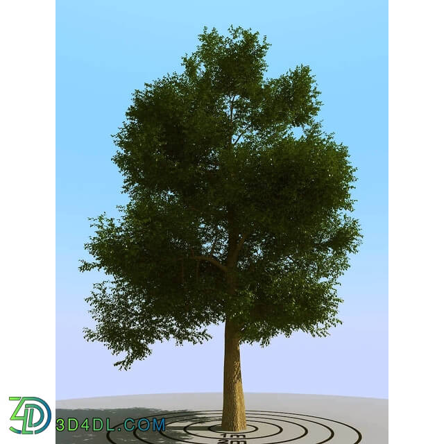 3dMentor HQPlants-01 (070) elm tree