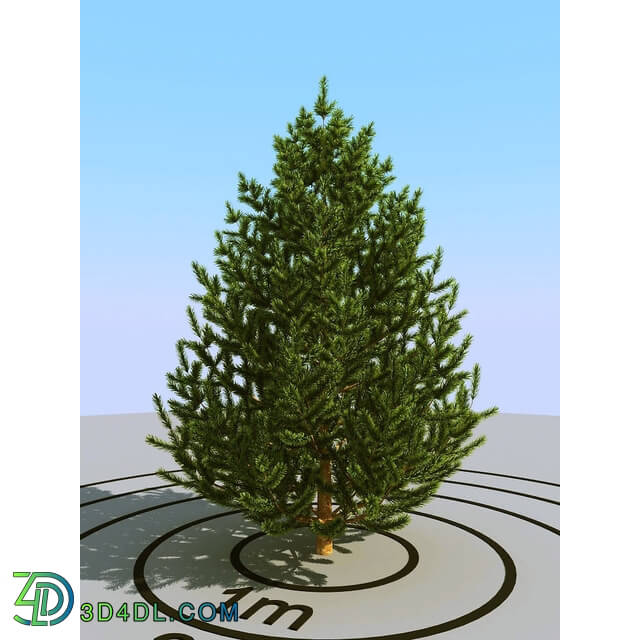 3dMentor HQPlants-02 (082) pine small 2
