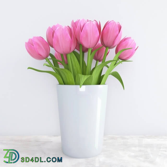 Plant - Tulips