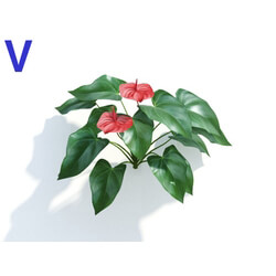 Maxtree-Plants Vol04 Anthurium andraeanum 04 