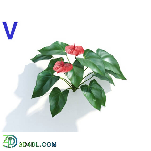 Maxtree-Plants Vol04 Anthurium andraeanum 04