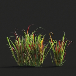 Maxtree-Plants Vol20 Imperata cylindrical rubra 01 03 