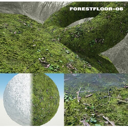 RD-textures Forest Floor 06 