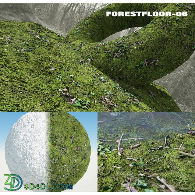 RD-textures Forest Floor 06